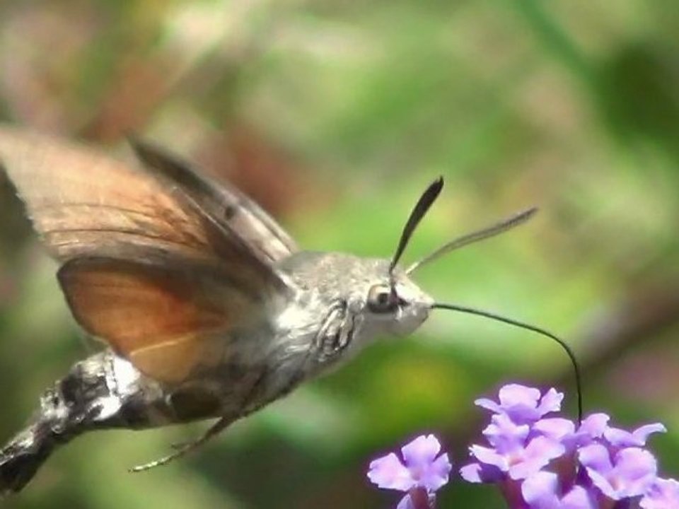 Passion papillons