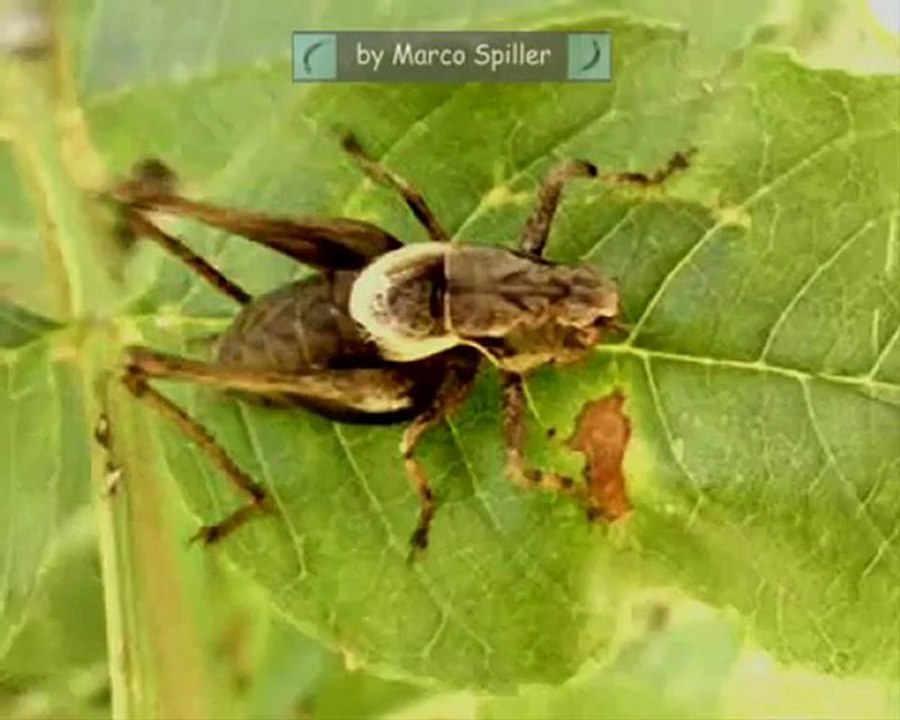 Pholidoptera griseoaptera - Male