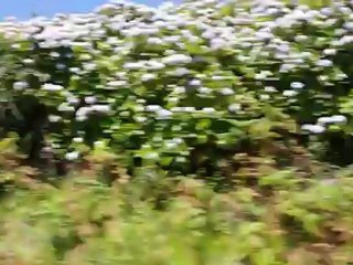 Les belles routes des Açores