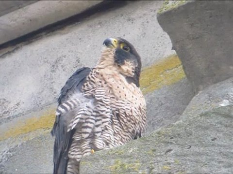 Faucon pèlerin Nancy (54, FR)