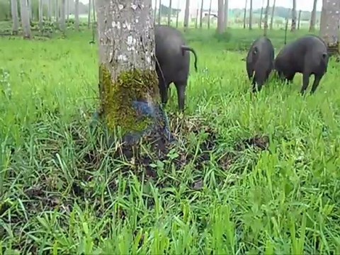 jeunes porcs gascons