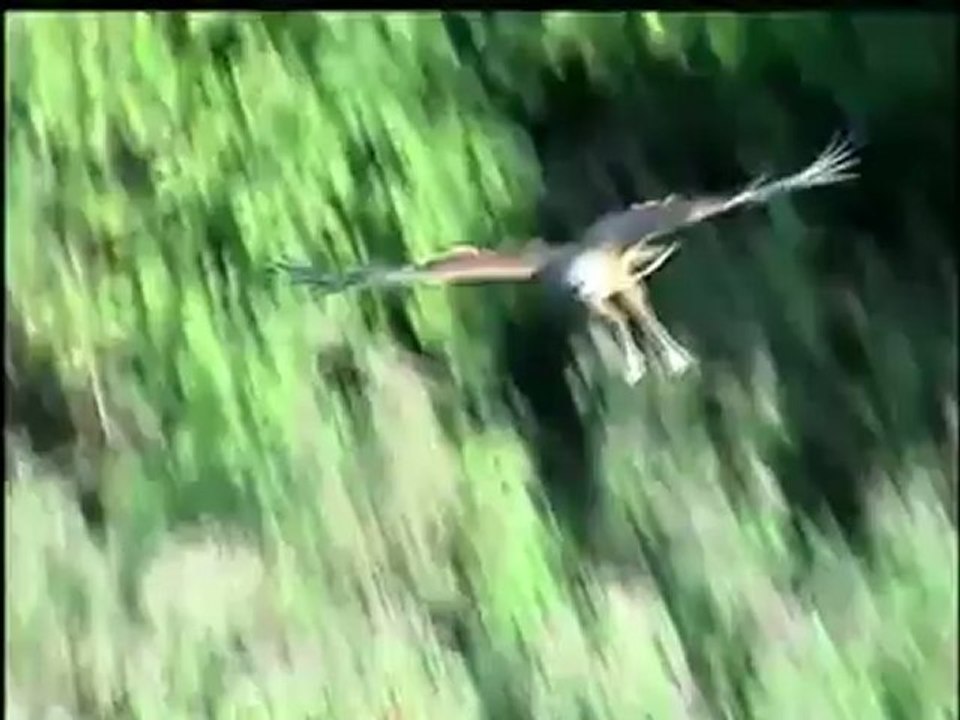 Pantanal Matogrossense (4/4)