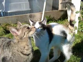 Ecole du Chat de Quiberon Refuge Clos Kernavest