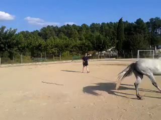 tayga galop trot