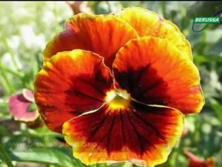 Leman Sam - Sına yar