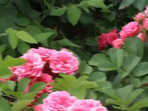 Ведущий Евгений СПЭНК - выездная регистрация брака