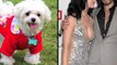 Halloween 2012: 5 Hottest Celebrity Dog Costumes