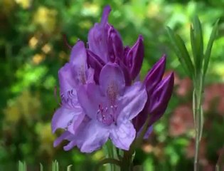Boğaziçi İlahi Grubu-Tende Candır ALLAH