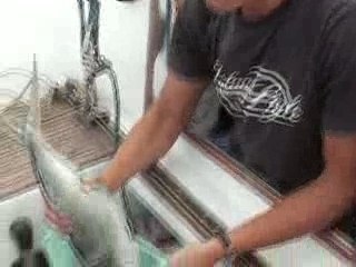 Rencontre vec une baleine