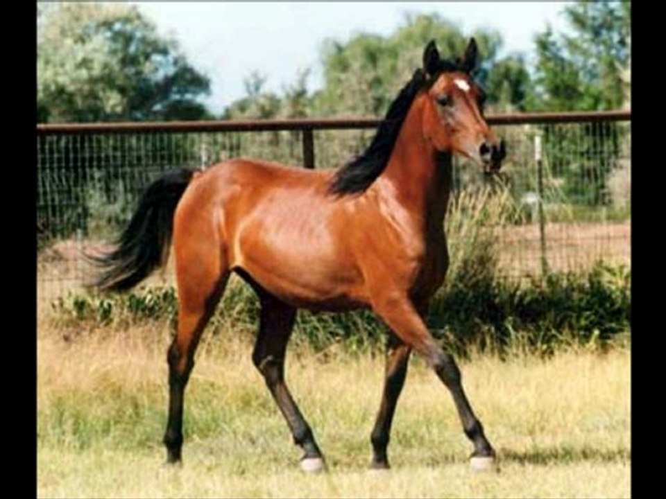 LES CHEVAUX