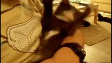 Новые приколы про котов