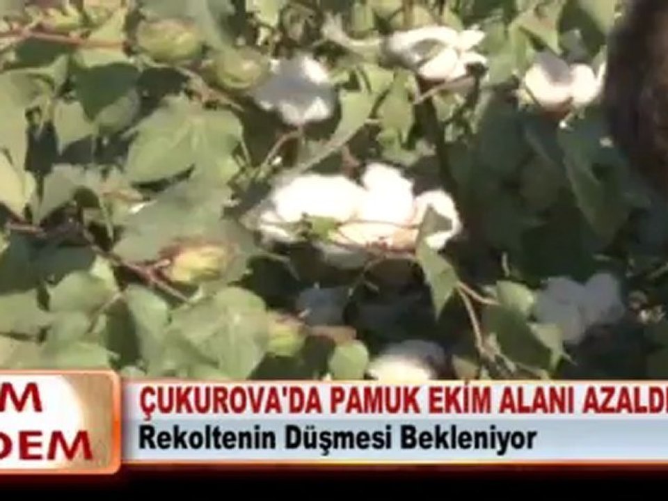 ÇUKUROVA’DA PAMUK EKİM ALANI AZALDI