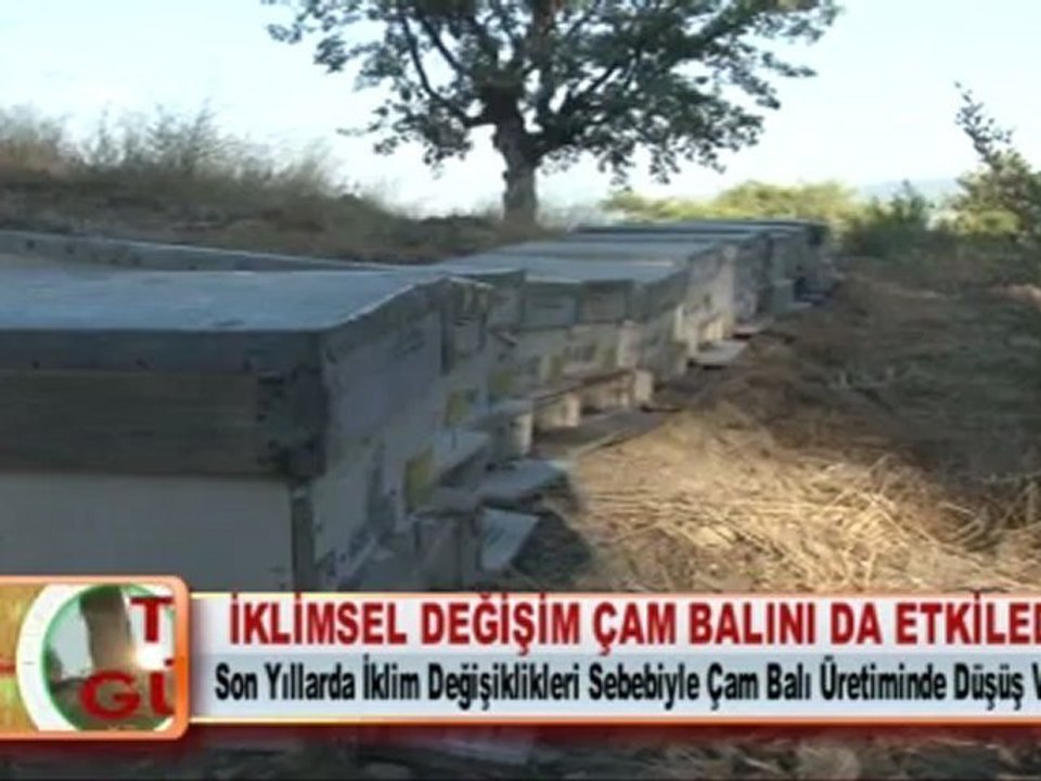 İKLİMSEL DEĞİŞİM ÇAM BALINI DA ETKİLEDİ