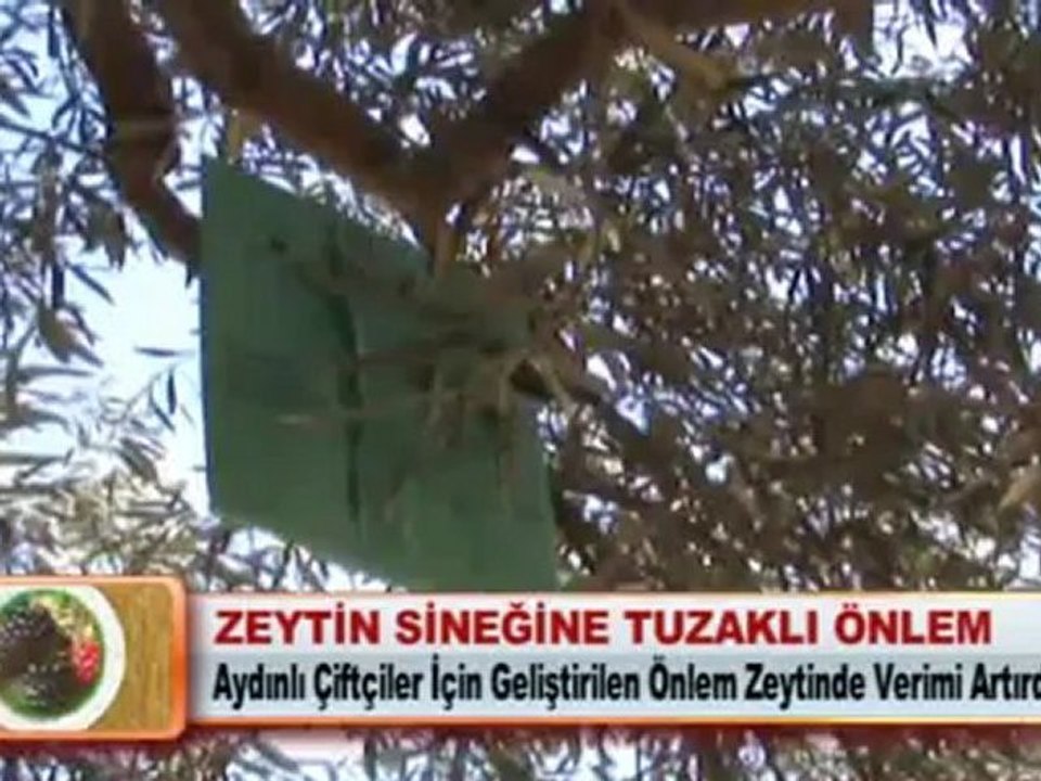 ZEYTİN SİNEĞİNE TUZAKLI ÖNLEM