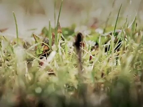 Bohaterska szarża pod Krojantami - inscenizacja walki z II wojny światowej