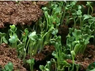 759 Epigenética cómo la alimentación altera nuestros genes