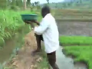 طريقة جديدة في زراعة الأرز | العولمة 3000