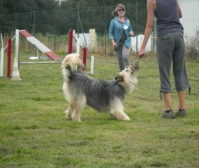 Fête du club canin "La Récré@chien", 16 septembre 2012