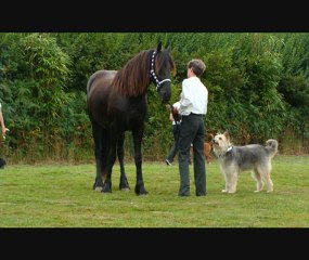Carrousels : démonstration en musique avec les chiens !