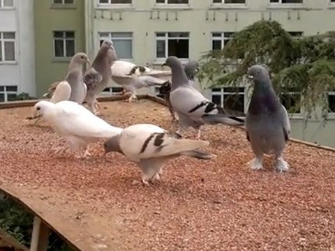 güvercin sefer kuşu ferdi bayrak kadıköy istanbul 05354829474