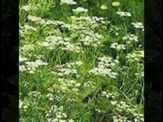 R A S M A L A T ... سميح شقير - حن