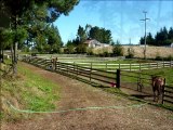 2054 Tompkins Hill Road Loleta, CA 95551 Horse Farm For Sale http://mingtree.com