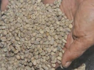 Patrimoine calédonien. La culture du café, patrimoine historique et économique