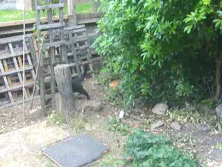 Jet attempts to ambush Midnight