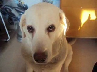 † tamera chien decedé paix a son ame  le mardi 25 septebre 2012 †