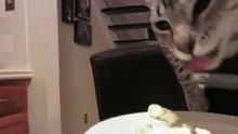 Трапеза правильного котэ