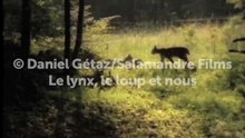 Un lynx puis trois autres