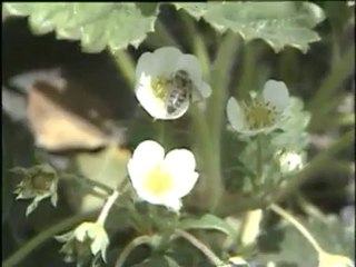 arıcılık ve ülke ekonomisindeki yeri