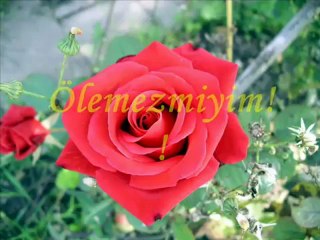 wWw.seslidunyacom.de