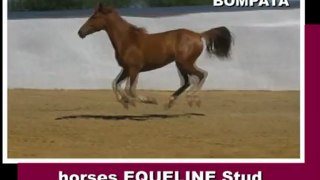 BOMPATA, filly, 2010, warmblood for sale (video 04-06-2012)
