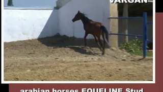 Colt VARGAN, 2011, arabian for sale (video 02-06-2012)