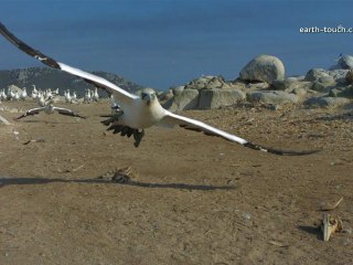 Dive Bombing Gannets | Wild Warp Ep07