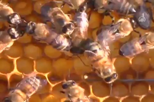 Arıların ''bal yolculuğu''