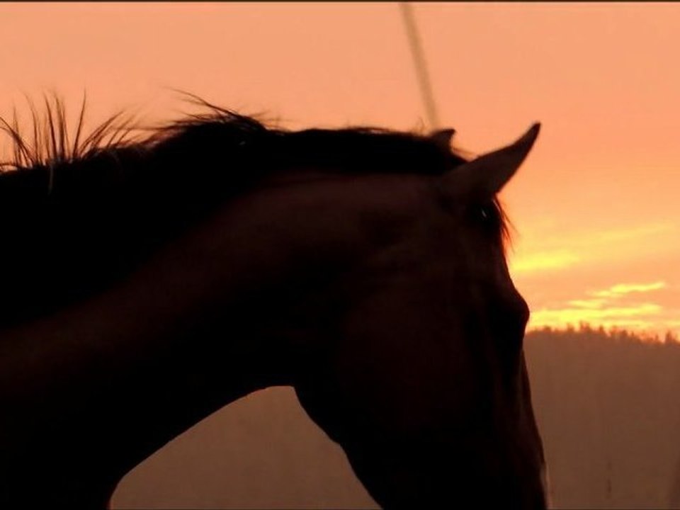 May all the dreams of your heart come true.