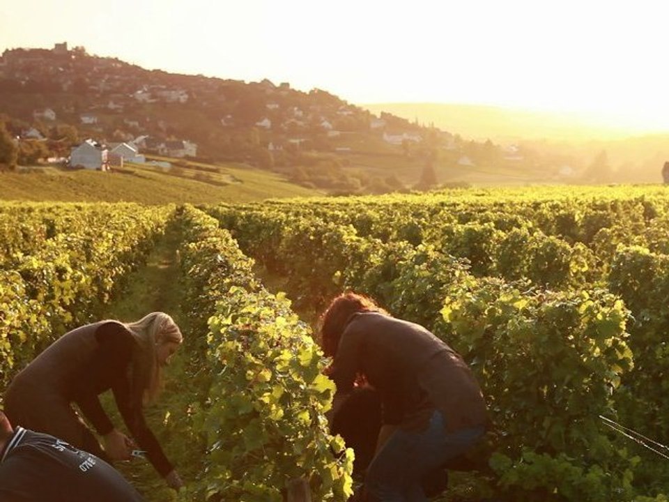 Sancerre, le temps des vendanges - Le Berry