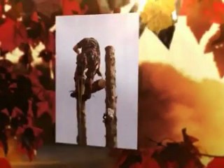 Law's Tree & Stump Removal - (850) 453-6896