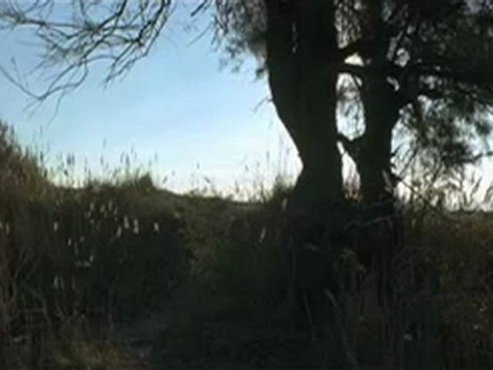 Trailer español Las Olas