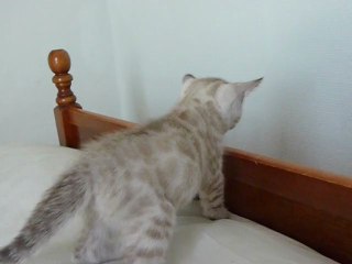 Magic Bengal HEAVEN ON ICE - silver seal lynx boy (6 weeks)