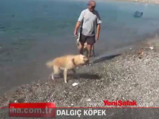 Dalgıç Köpek