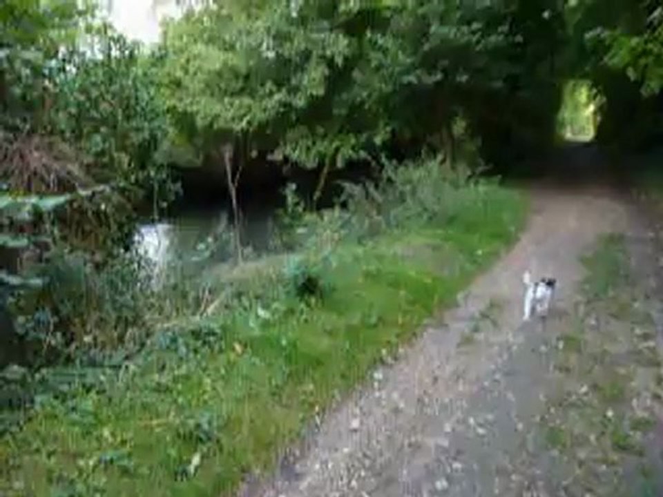 Hermione, jack russel, 5 mois