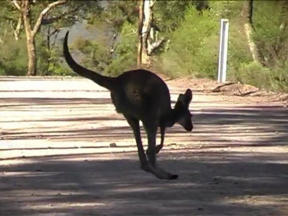 OZ TA VIE 5/13 KANGAROO ISLAND (FRANCAIS)