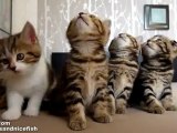 Dancing Chorus line of Kittens