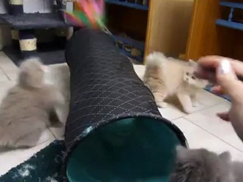 Chatons Paradina's Cats