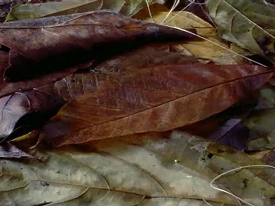 Planeta Tierra Ep 8 - Junglas