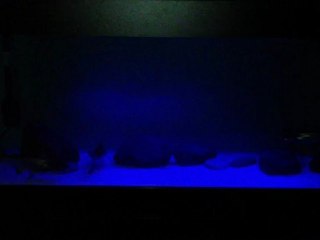 Pangasius Sanitwongsei ( Challenger ) 20-25 cm