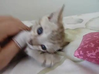 Magic Bengal HECLIPSE (6 weeks)